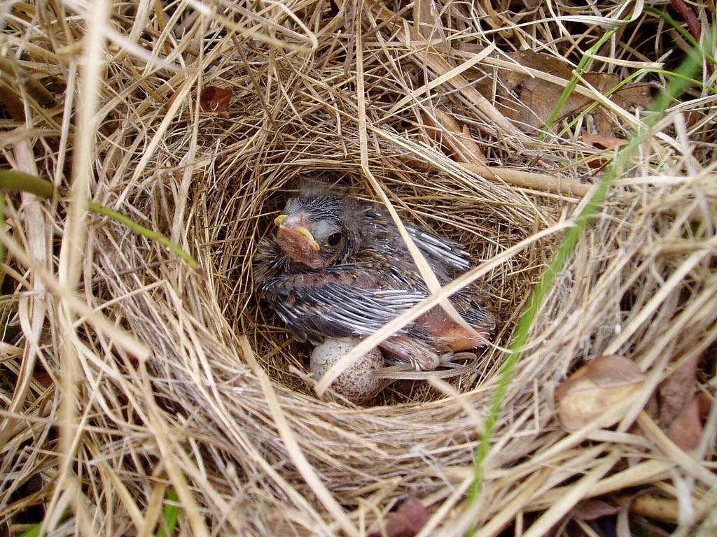 field sparrow nestling - about 6 days old by michaelcobballen is licensed under CC BY-NC-SA 2.0.
